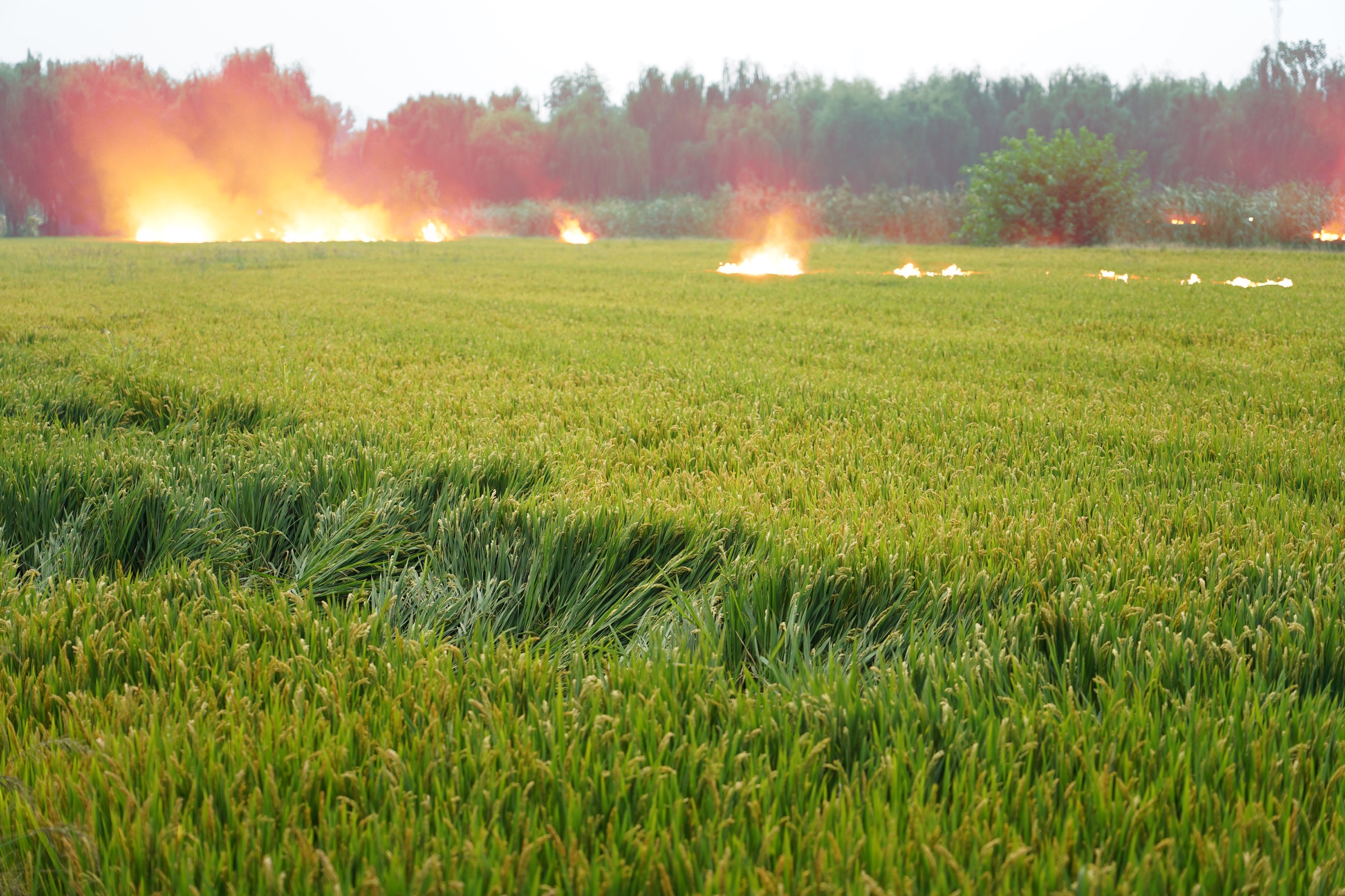 The Burning Prairie, image 15